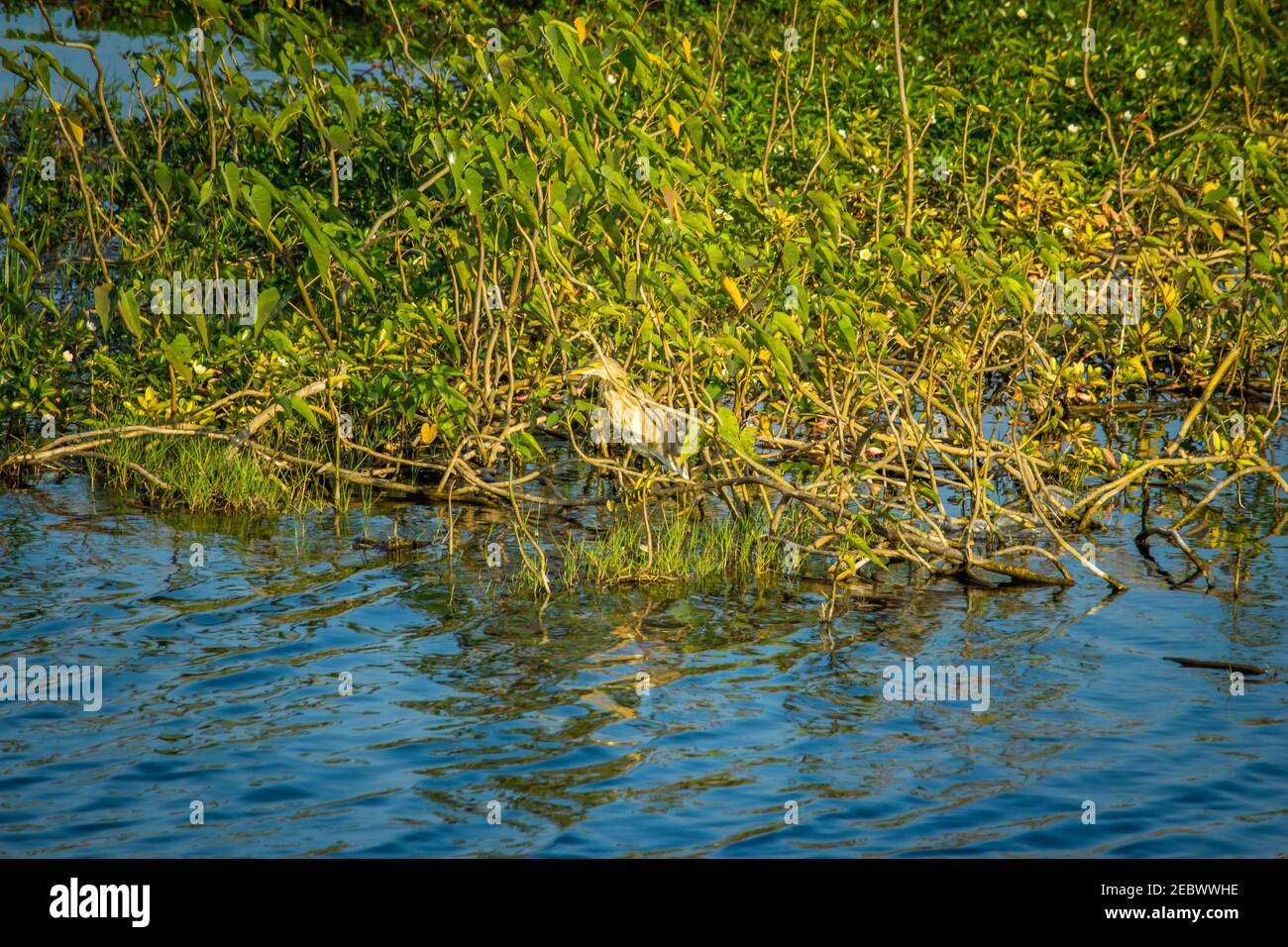 Aquatic plants asia hi-res stock photography and images - Alamy