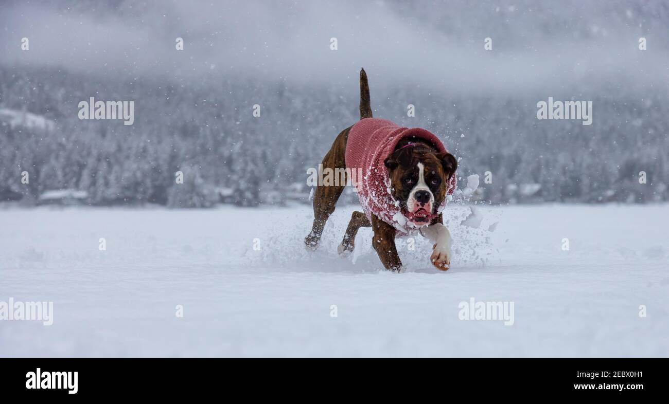 Dog playing in the snow Stock Photo - Alamy