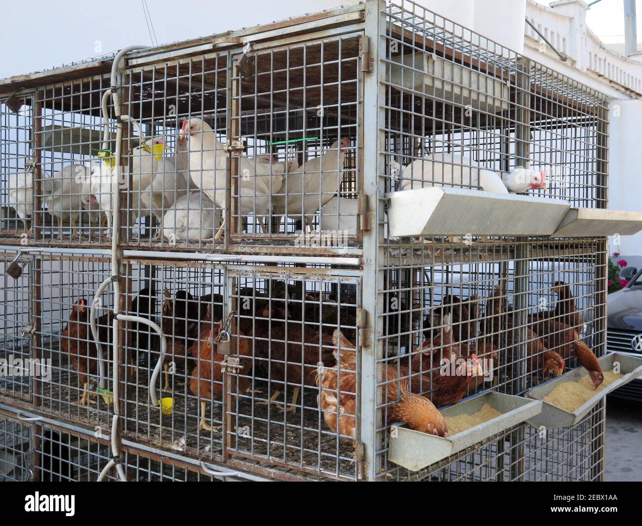 Caged chickens for sale at local agricultural store Stock Photo Alamy