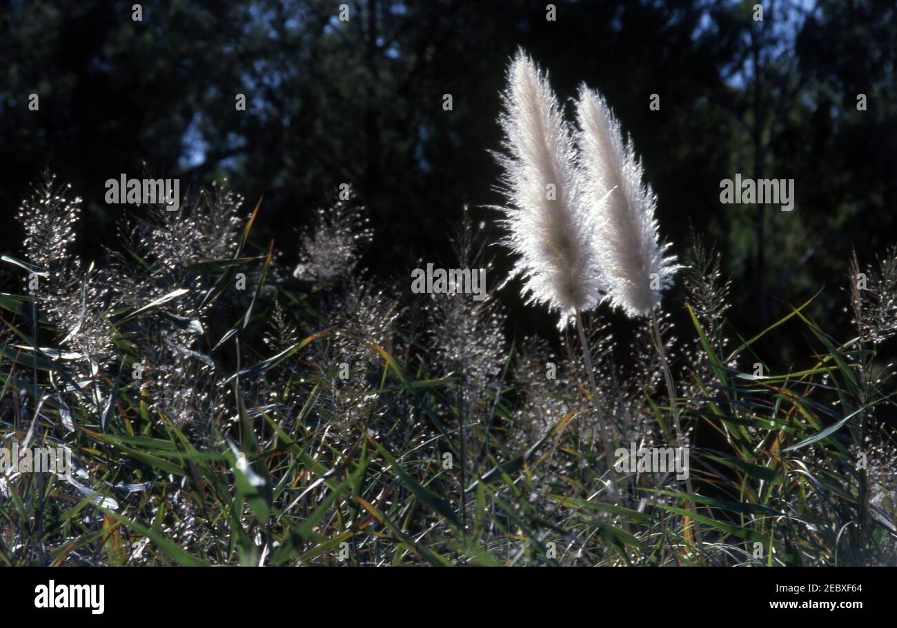 PAMPAS GRASS GROWING WILD, SOUTH AUSTRALIA Stock Photo Alamy