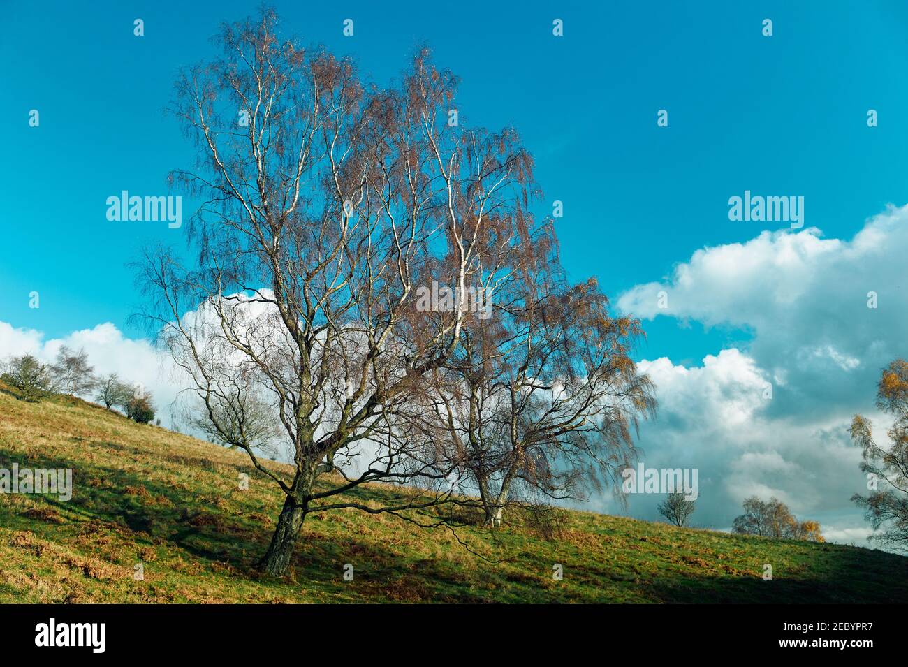 A willow tree on the hillside in the autumn Stock Photo