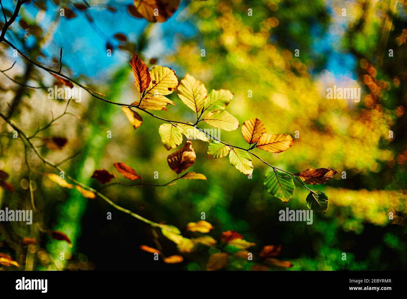 Close up on autumn leaves in the woods with sunshine streaming through Stock Photo