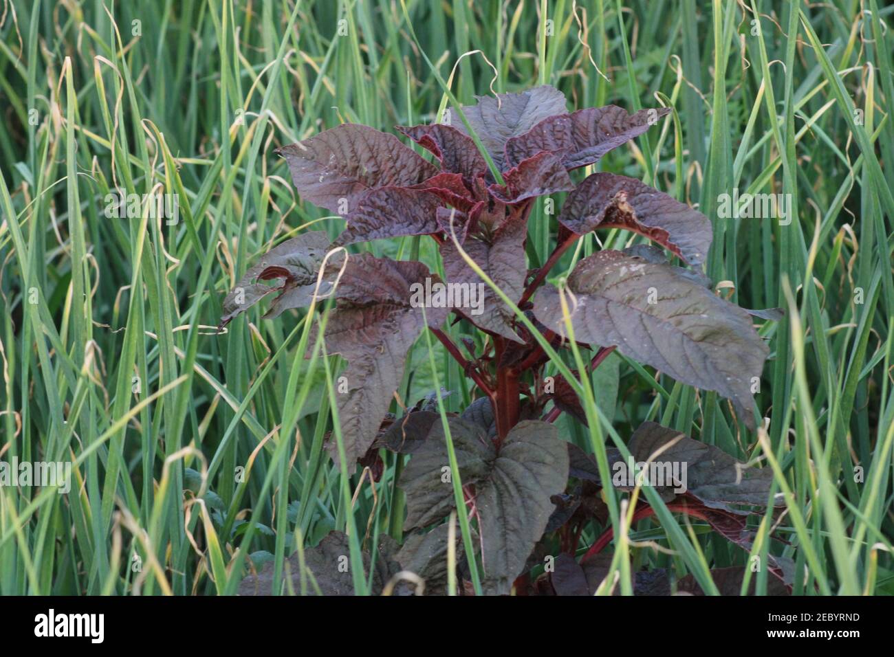 Fresh healthy vegetable food in the field photo capture from Bangladesh. Stock Photo
