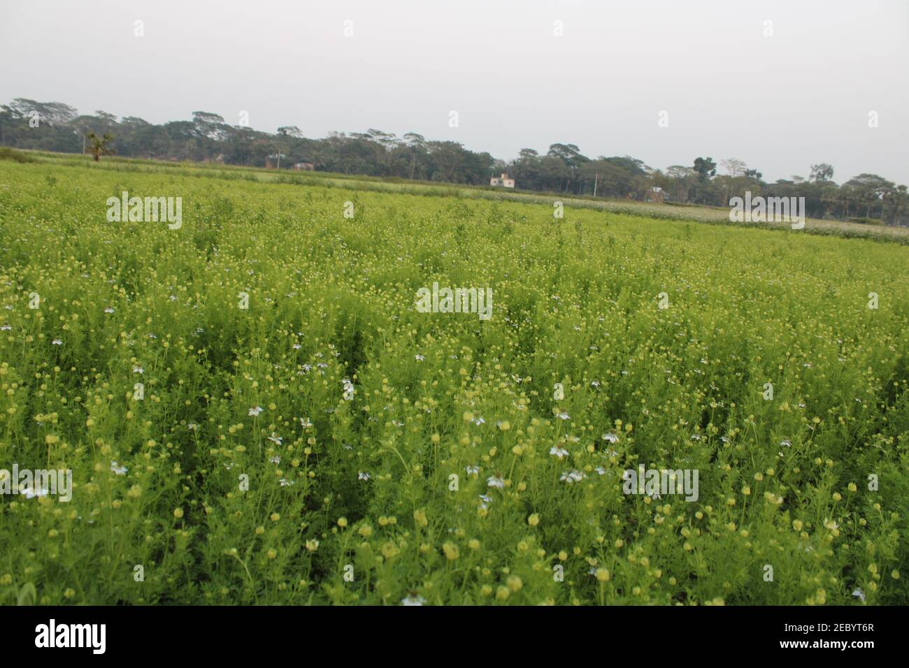 Fresh healthy vegetable food in the field photo capture from Bangladesh Stock Photo