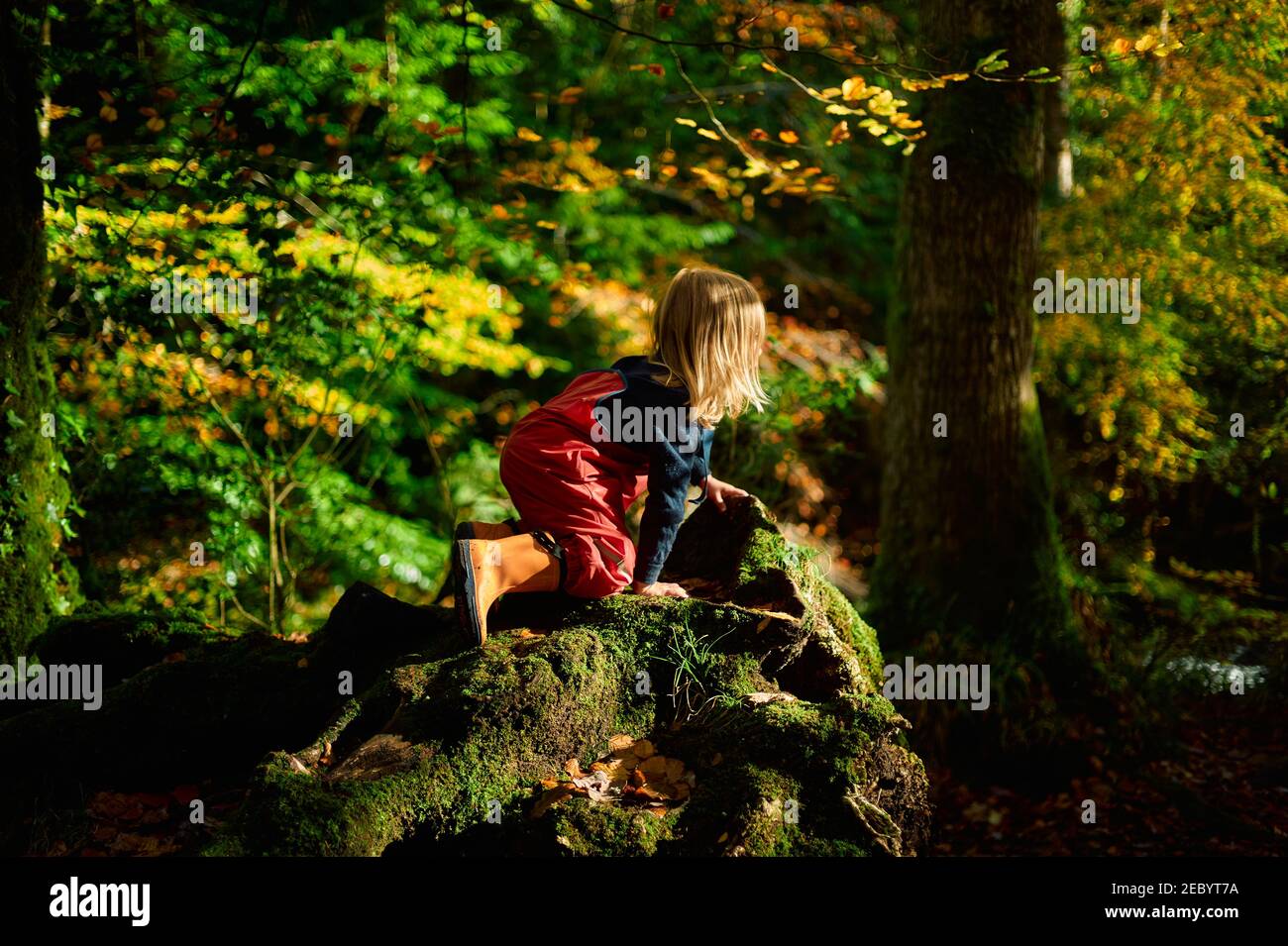 A little preschooler in waterproof clothing is playing in the woods on a sunny autumn day Stock Photo