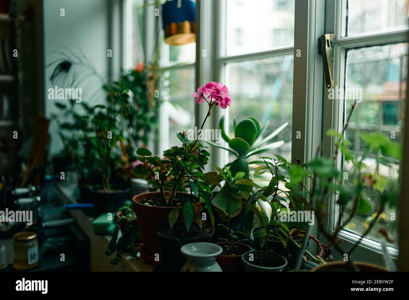 A window sill with potted plants in the sunlight Stock Photo