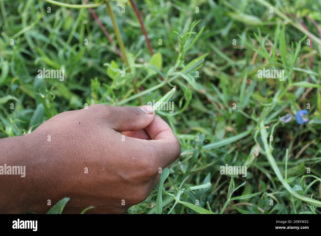 Fresh healthy vegetable food in the field photo capture from Bangladesh Stock Photo