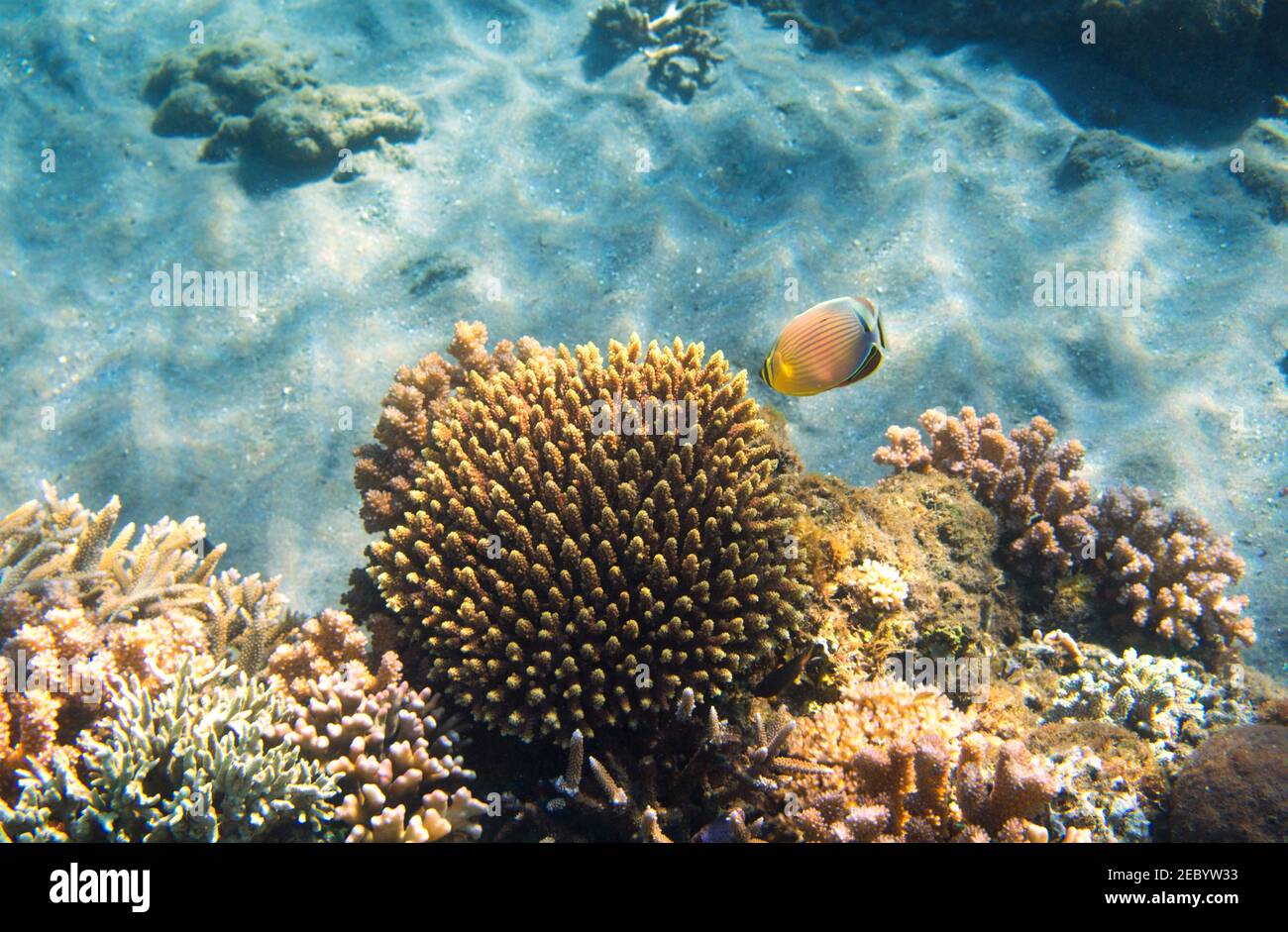 Underwater landscape with coral reef and butterfly fish. Butterflyfish ...