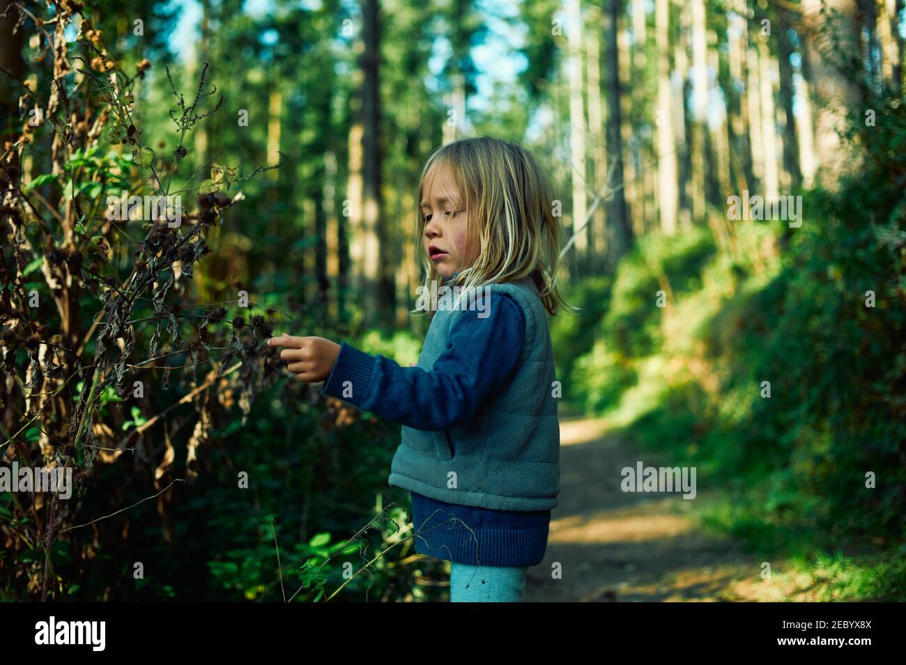 A little preschooler is walking in the woods on a sunny autumn day Stock Photo