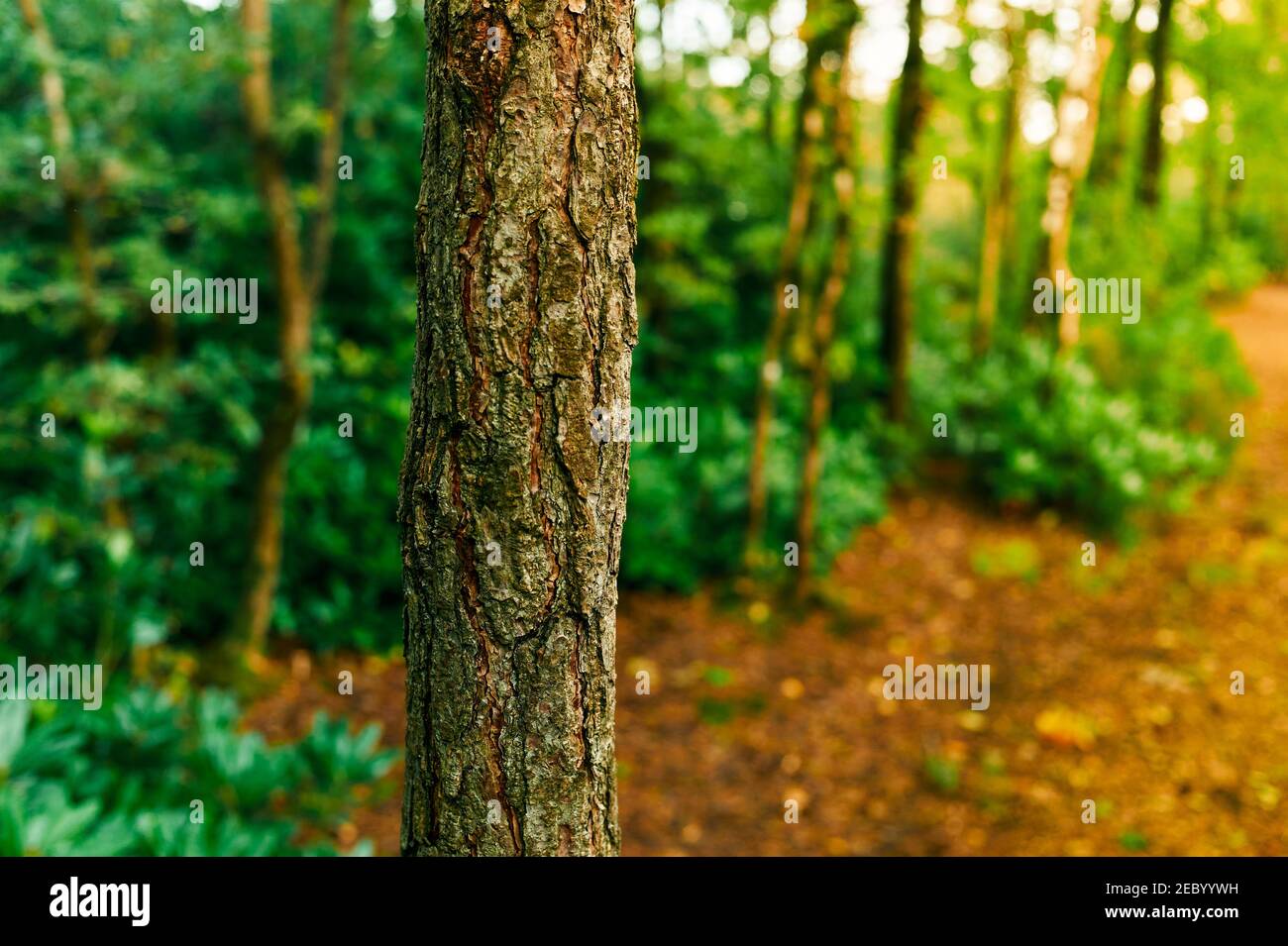 A tree in the forest on a sunny autumn day Stock Photo