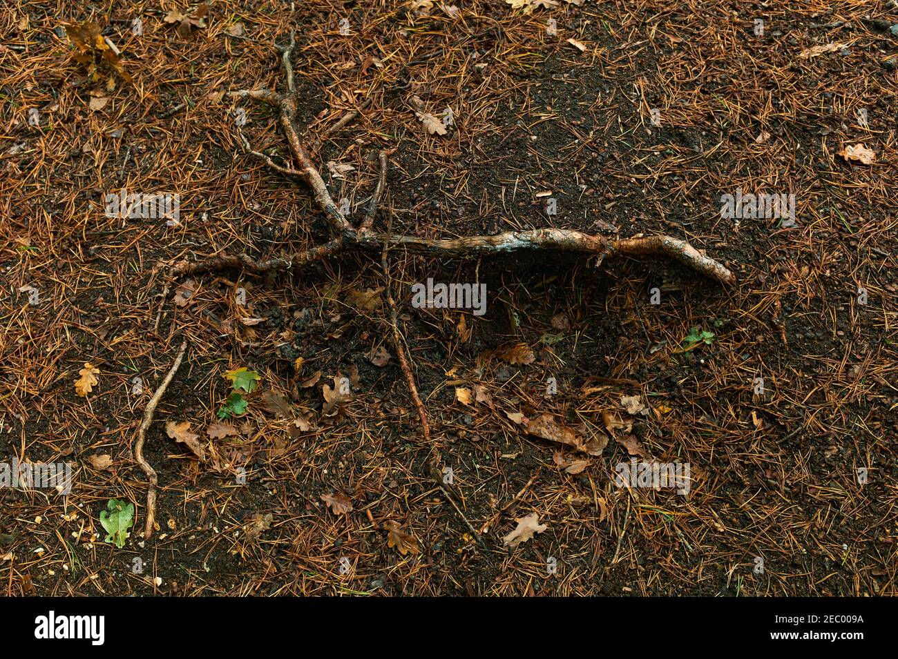A stick on the ground in a forest in the autumn Stock Photo