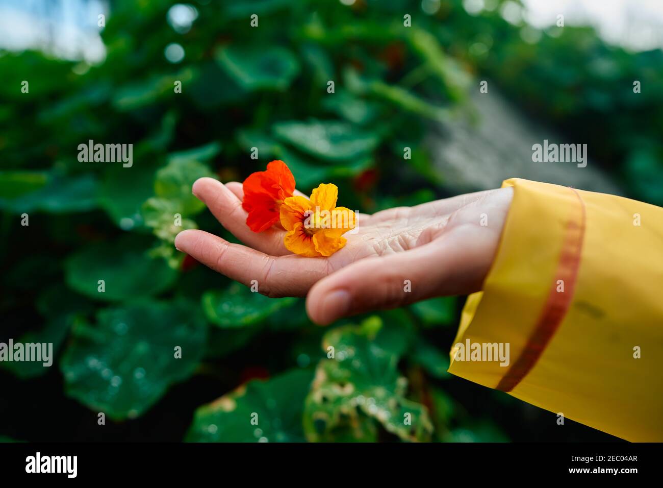 The hand of a young woman holding a flower in the rain Stock Photo