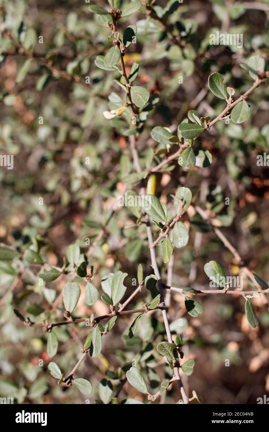 Distally emarginate oblanceolate entirely margined leaves, Bigpod Buckbrush, Ceanothus Megacarpus, Rhamnaceae, native shrub, Topanga State Park. Stock Photo