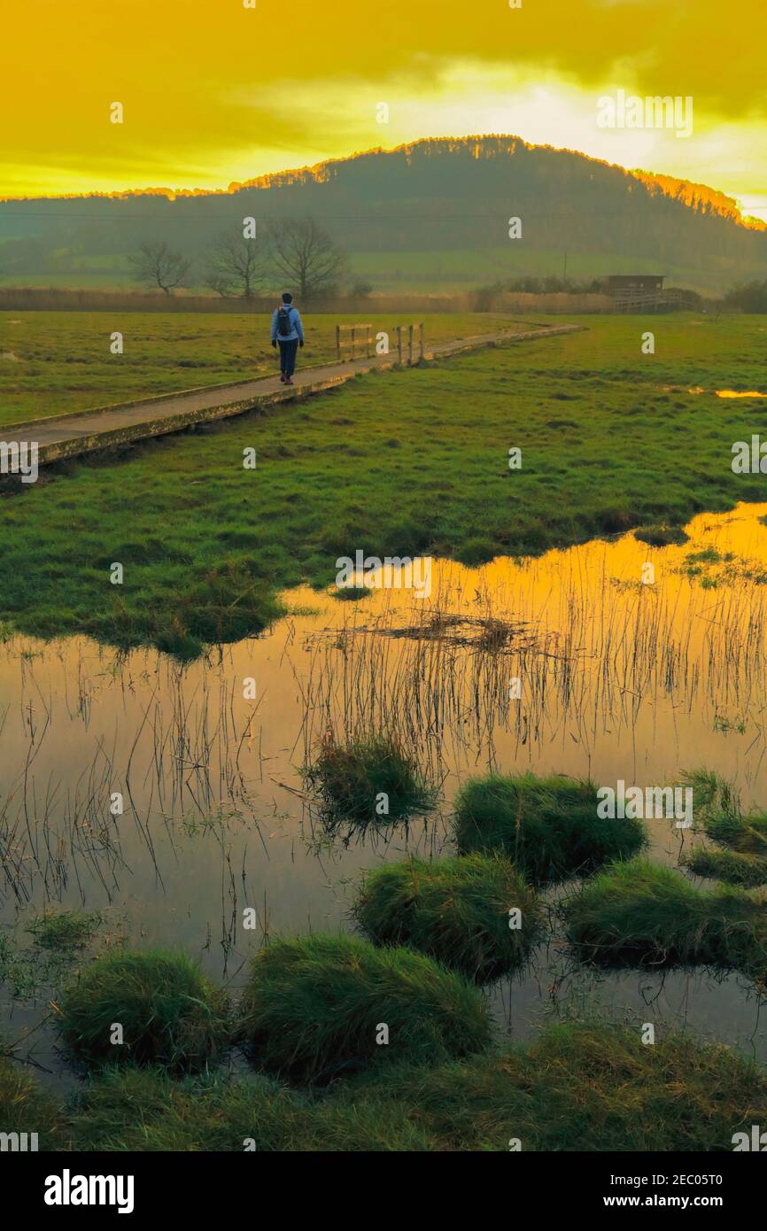 Person walking on the wooden footpath in Seaton Wetlands, Devon Stock Photo