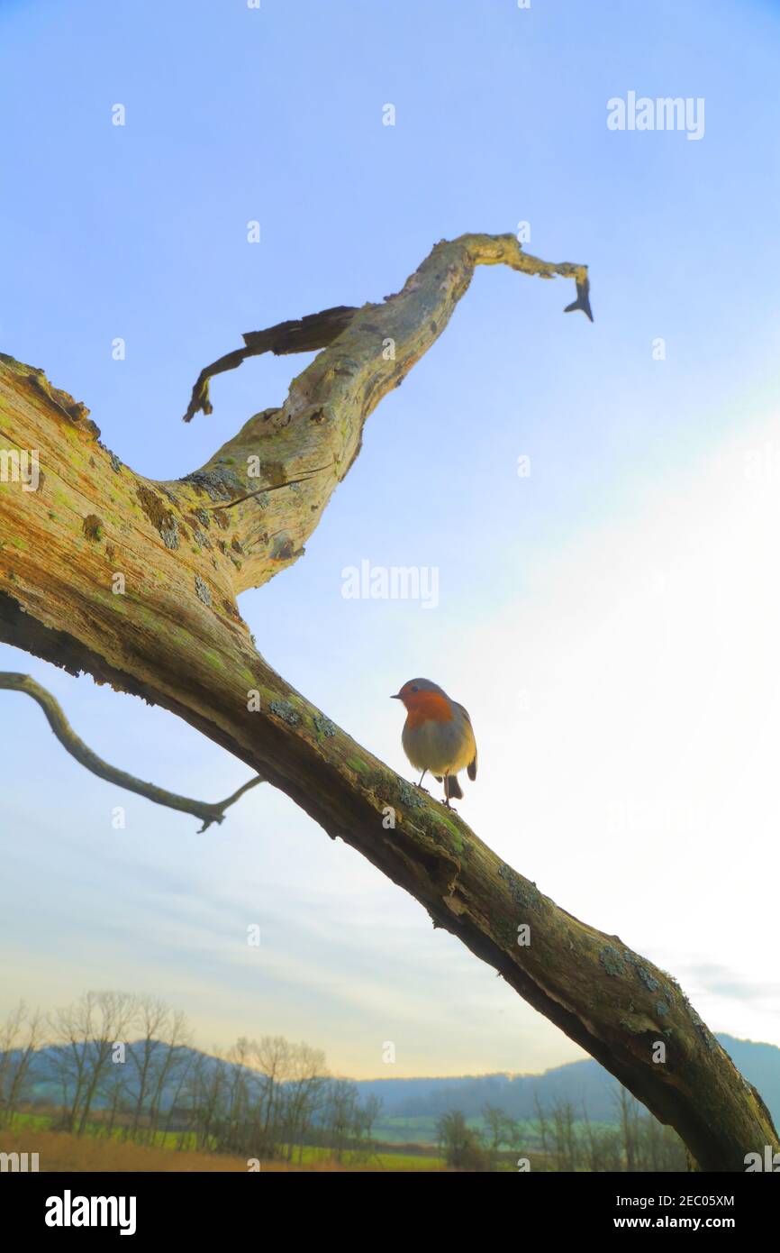 Robin perching on the branch of dead tree Stock Photo