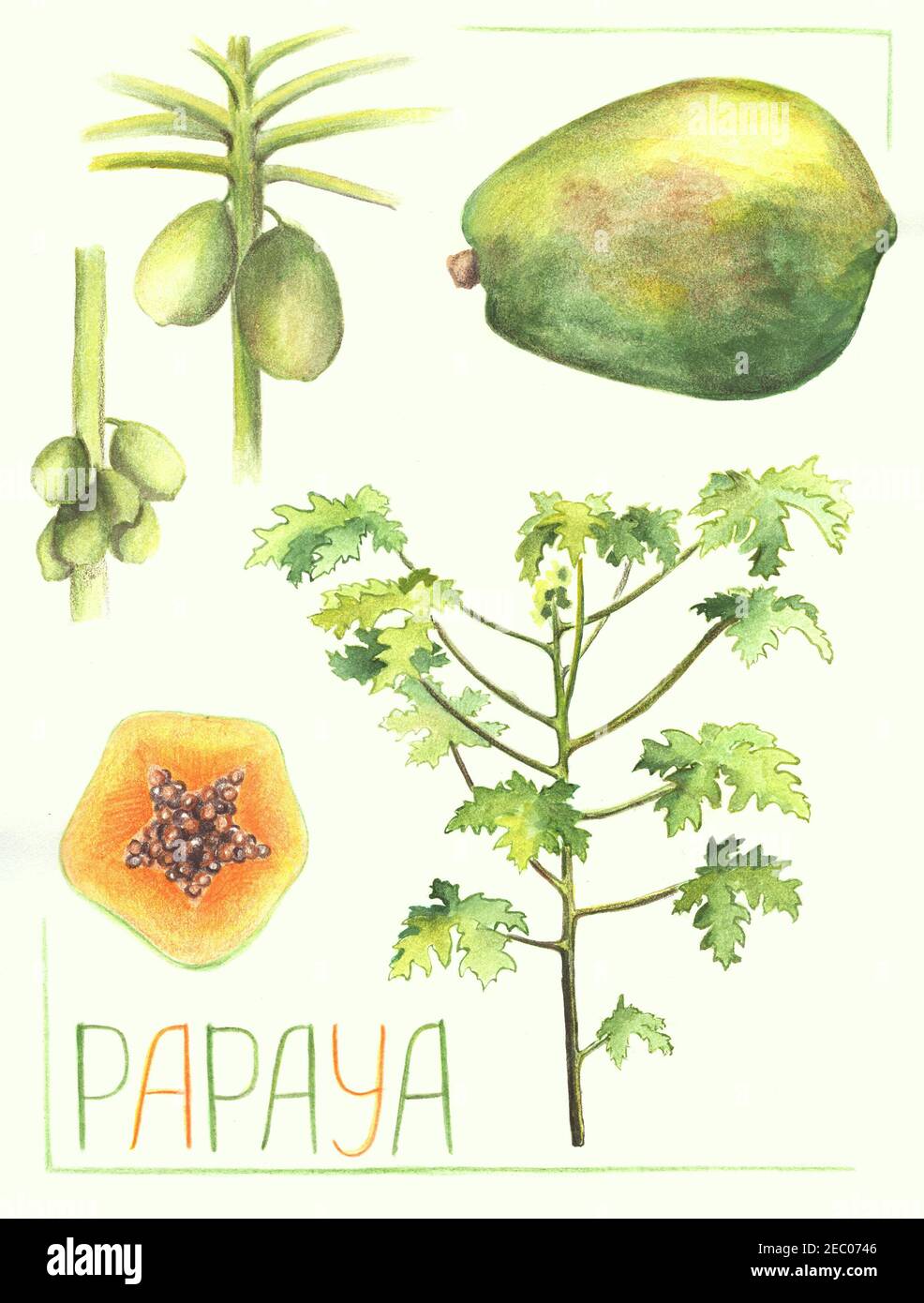 Findout More About Papaya Tree Online