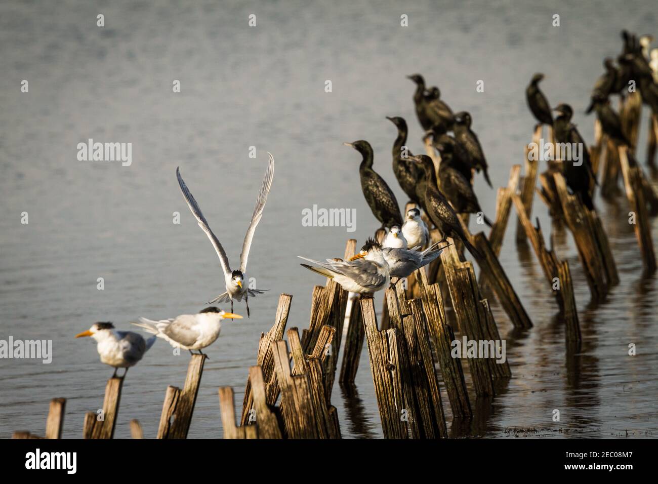 Crested Tern coming into land on old wooden jetty pylons. Belvidere Bunbury Western Australia Stock Photo