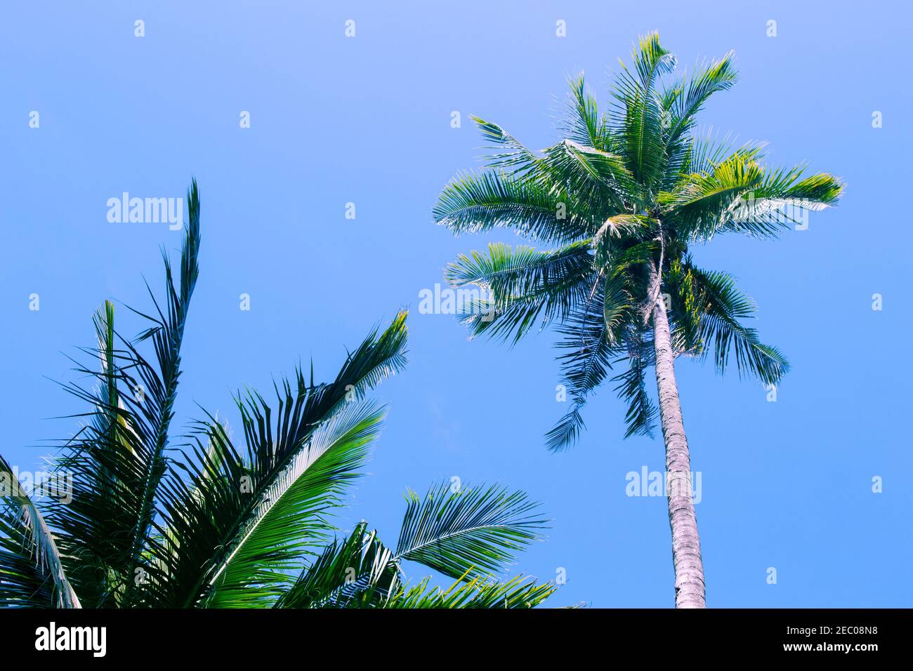 Fluffy palm tree crown on sunny blue sky background. Palm tree crown