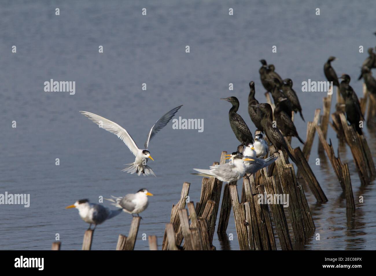 Crested Tern coming into land on old wooden jetty pylons. Belvidere Bunbury Western Australia Stock Photo