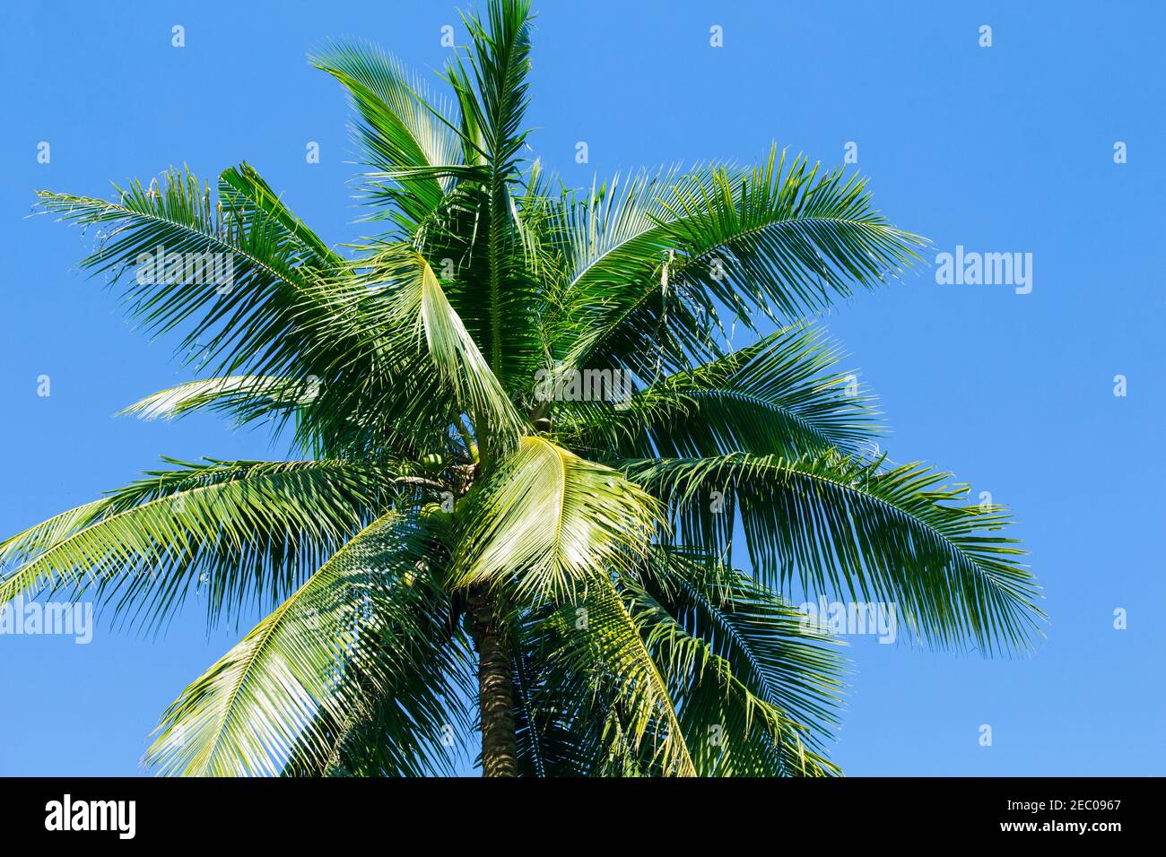 Fluffy palm tree crown on sunny blue sky background. Palm tree crown