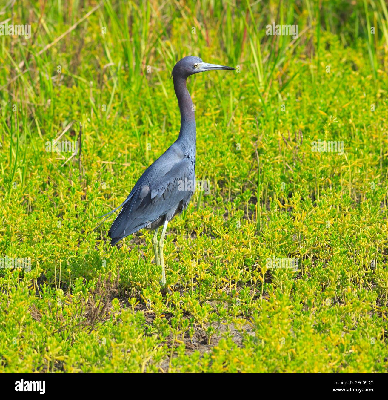 Little Blue Heron (Egretta caerulea) searching for prey at South Padre Island Birding and Nature Center, Texas Stock Photo