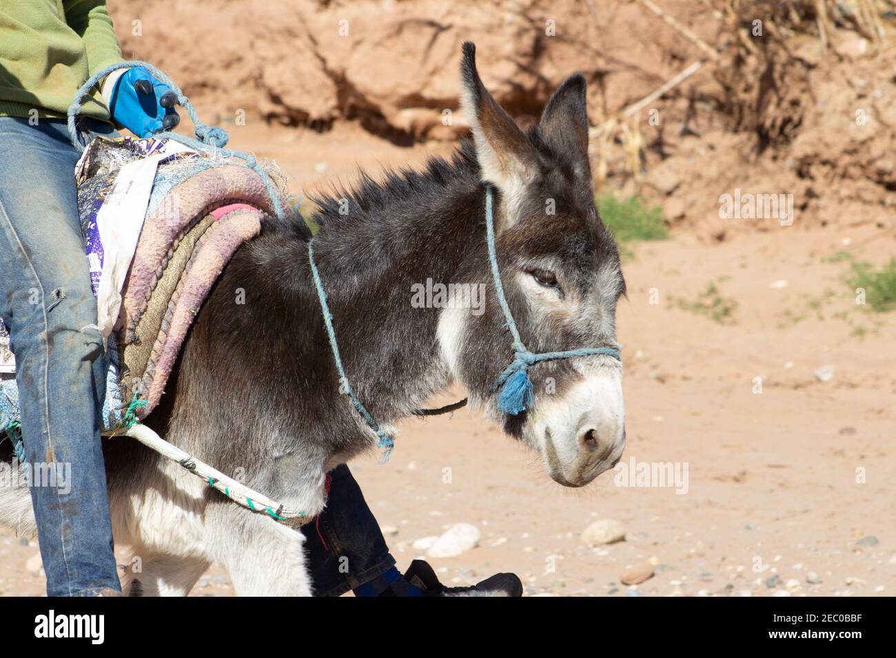 donkey with a blue rope halter with saddle and rider in blue jeans Stock Photo