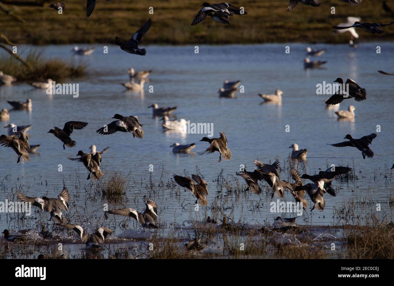 ducks and gulls landing on a lake in the marsh Stock Photo
