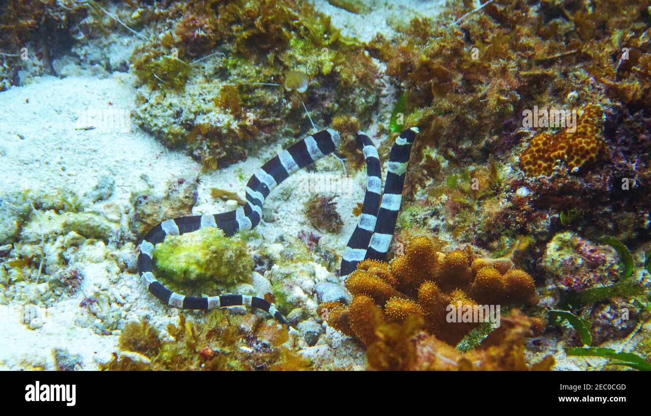 Black and white sea snake underwater photo. Dangerous marine animal.  Poisonous sea snake swims in shallow water. Striped seasnake. Seaside life  threat Stock Photo - Alamy, image size:1300x831