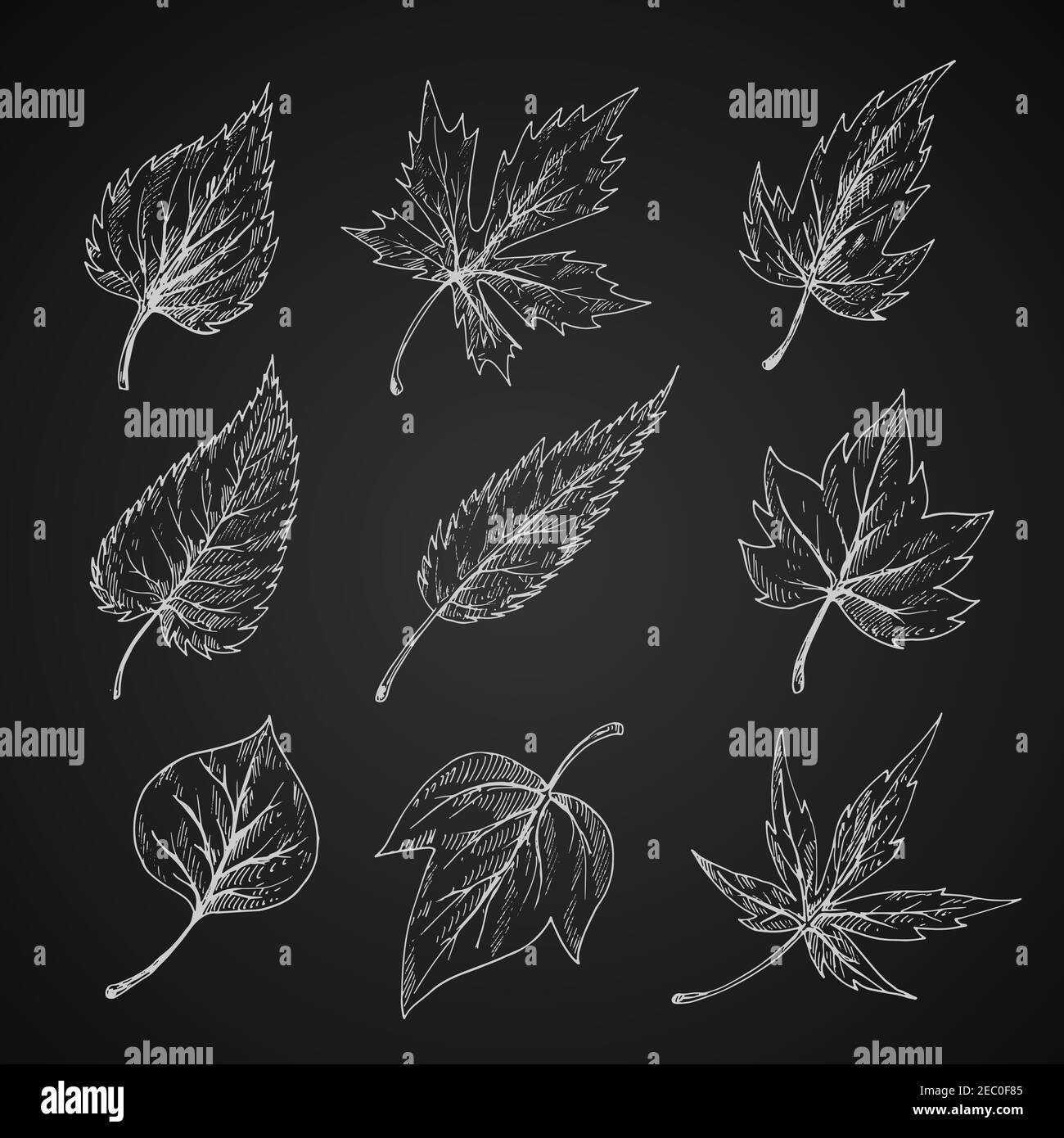 Trees and bushes leaves chalk sketches on blackboard with detailed arrangement of veins and shapes of margins. Stylized engraving foliage for nature, Stock Vector