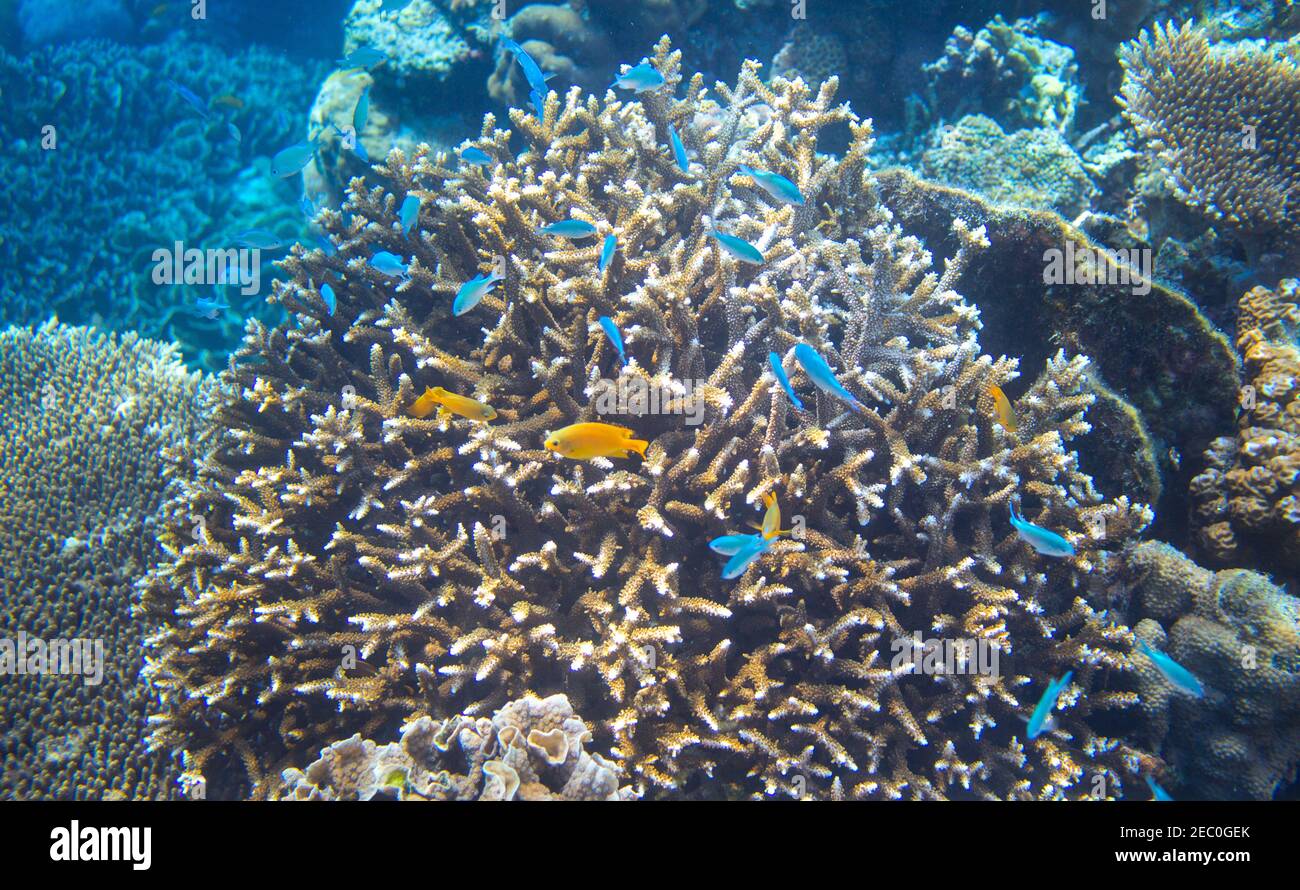 Yellow and blue tropical fishes in coral. Underwater landscape photo ...