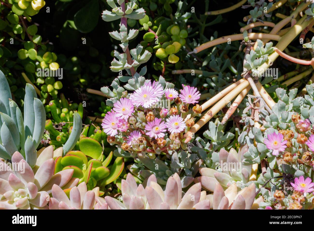 Pink ice plants (Delosperma is a genus of around 100 species of succulent plants, formerly included in Mesembryanthemum in the family Aizoaceae) Stock Photo