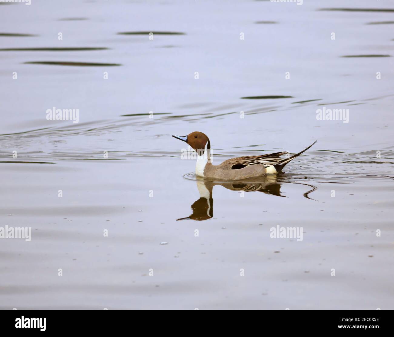 Northern Pintail Duck, Anas acuta. Male swimming in Esquimalt Lagoon, Vancouver Island, in spring Stock Photo