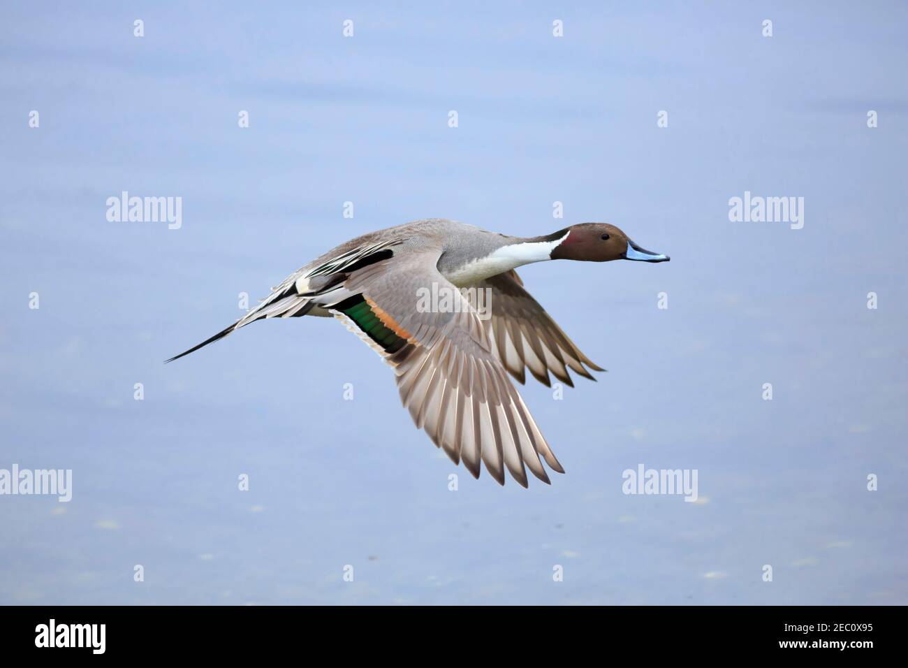 Northern Pintail Duck, Anas acuta. Male in flight at Esquimalt Lagoon, Vancouver Island, in spring Stock Photo