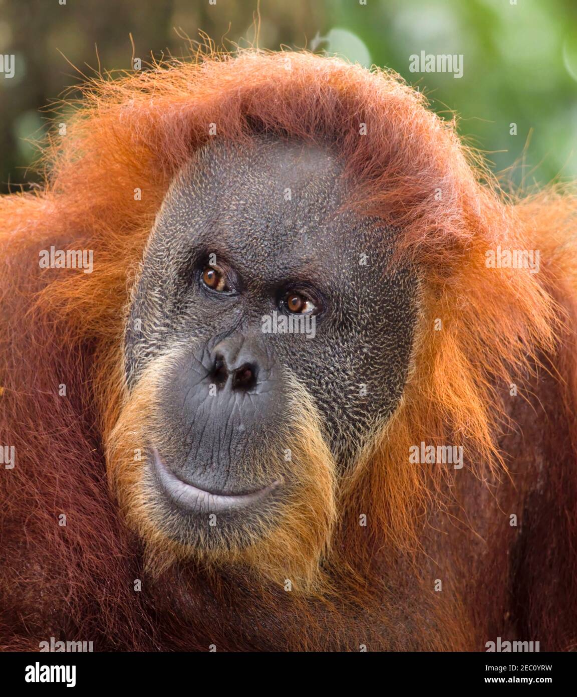 Orangutan male Stock Photo