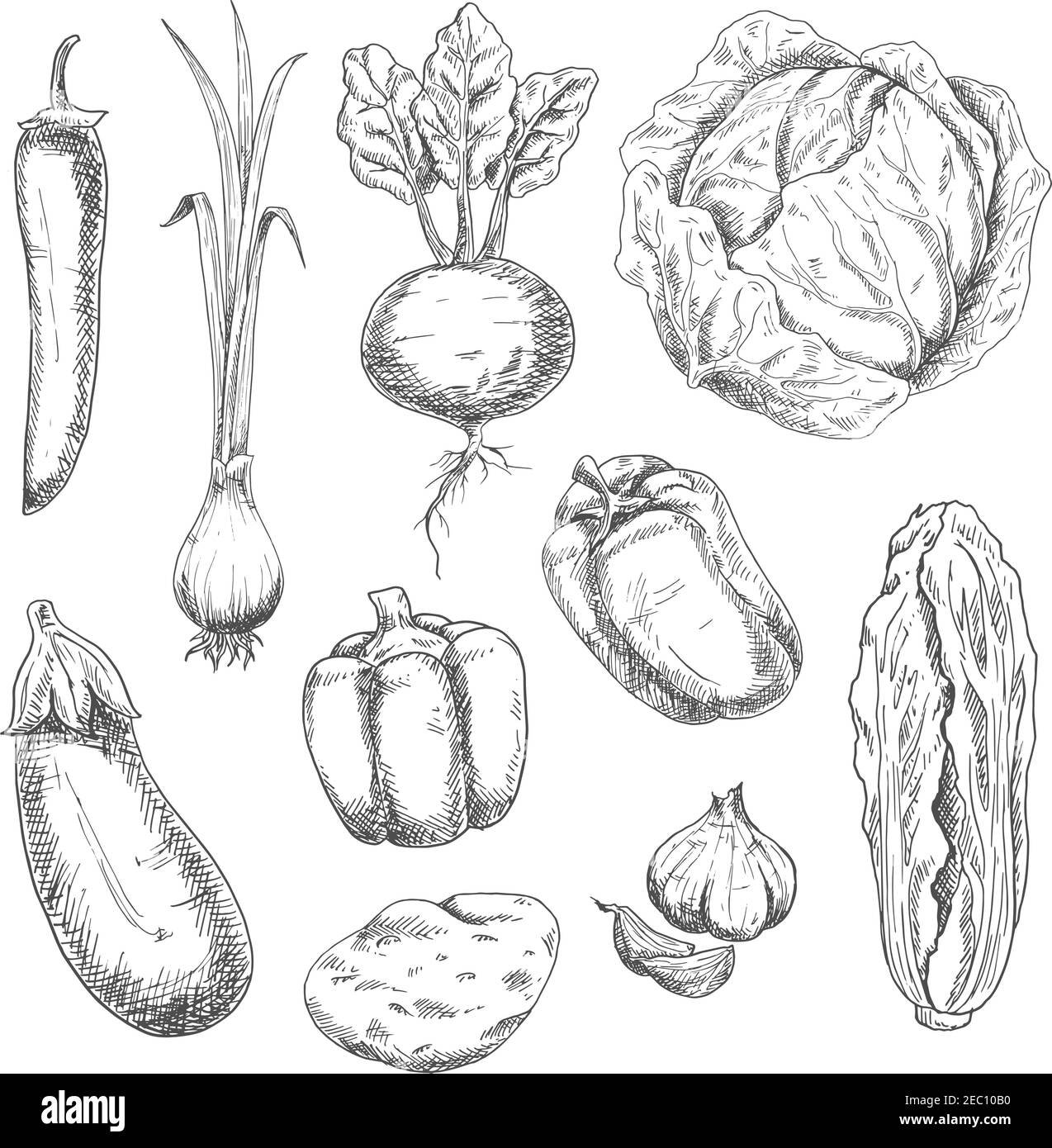 Farm fresh crunchy cabbages, bell peppers and beet, potato, pungent garlic and green onion, eggplant, hot cayenne pepper vegetables sketch drawing ico Stock Vector