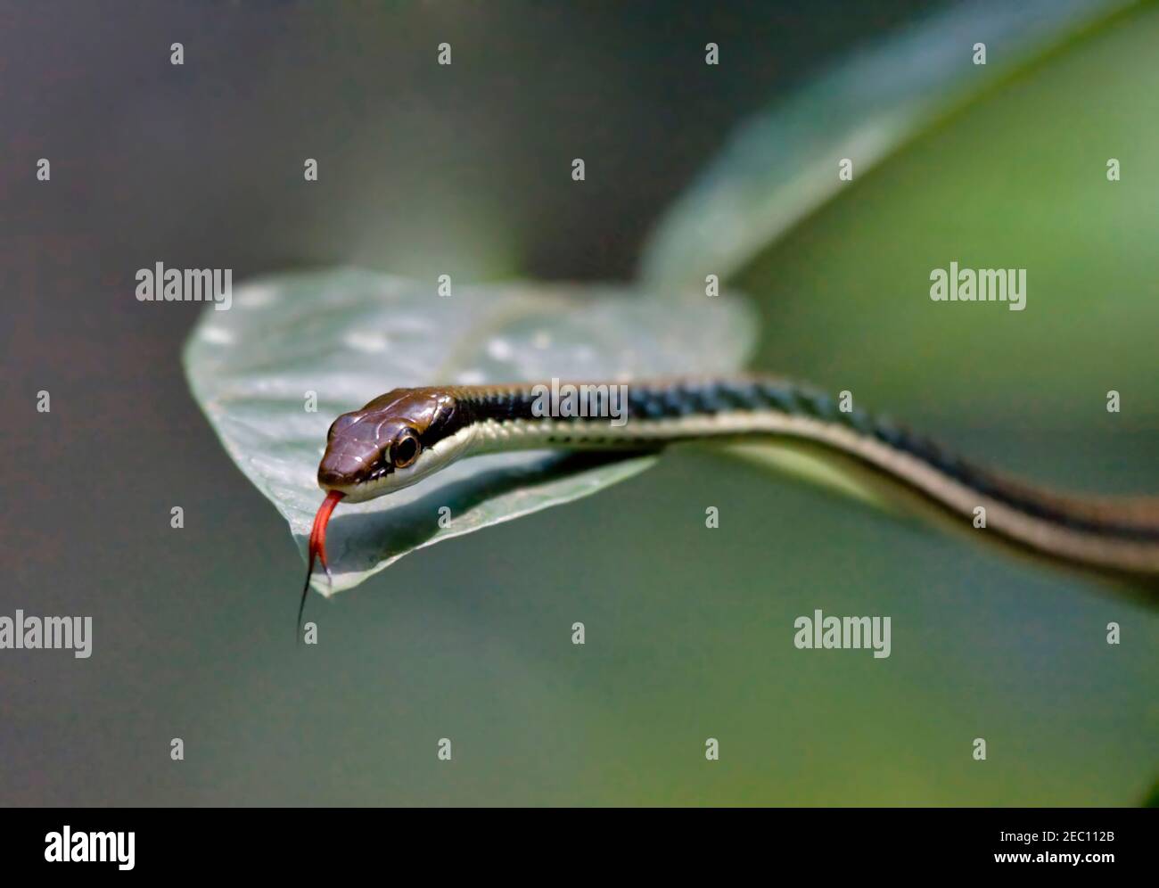 A Painted Bronzeback snake, dendrelaphis pictus, searching for prey