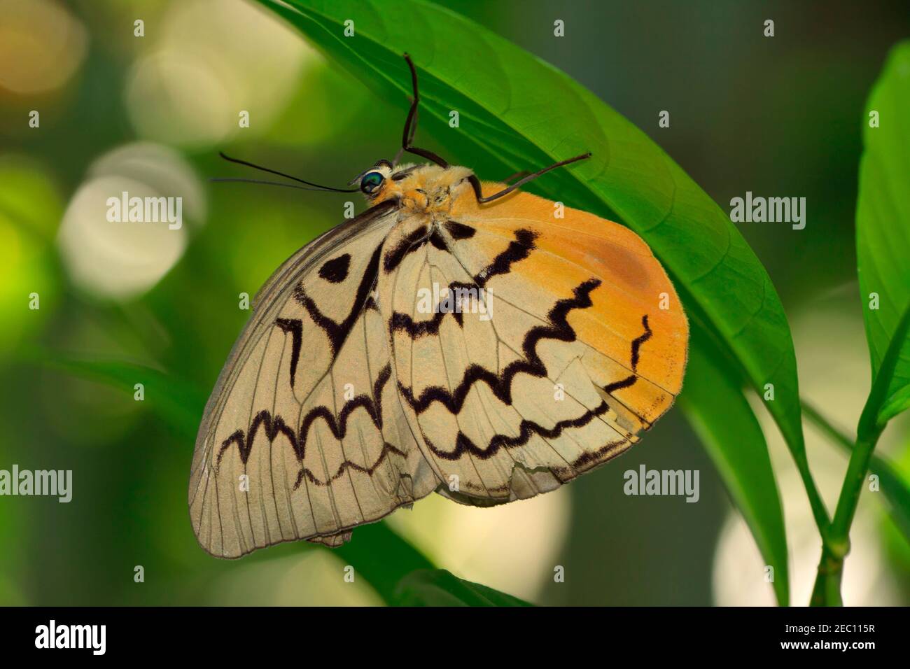 Pallid Faun butterfly, Melanocyma faunula faunula Stock Photo