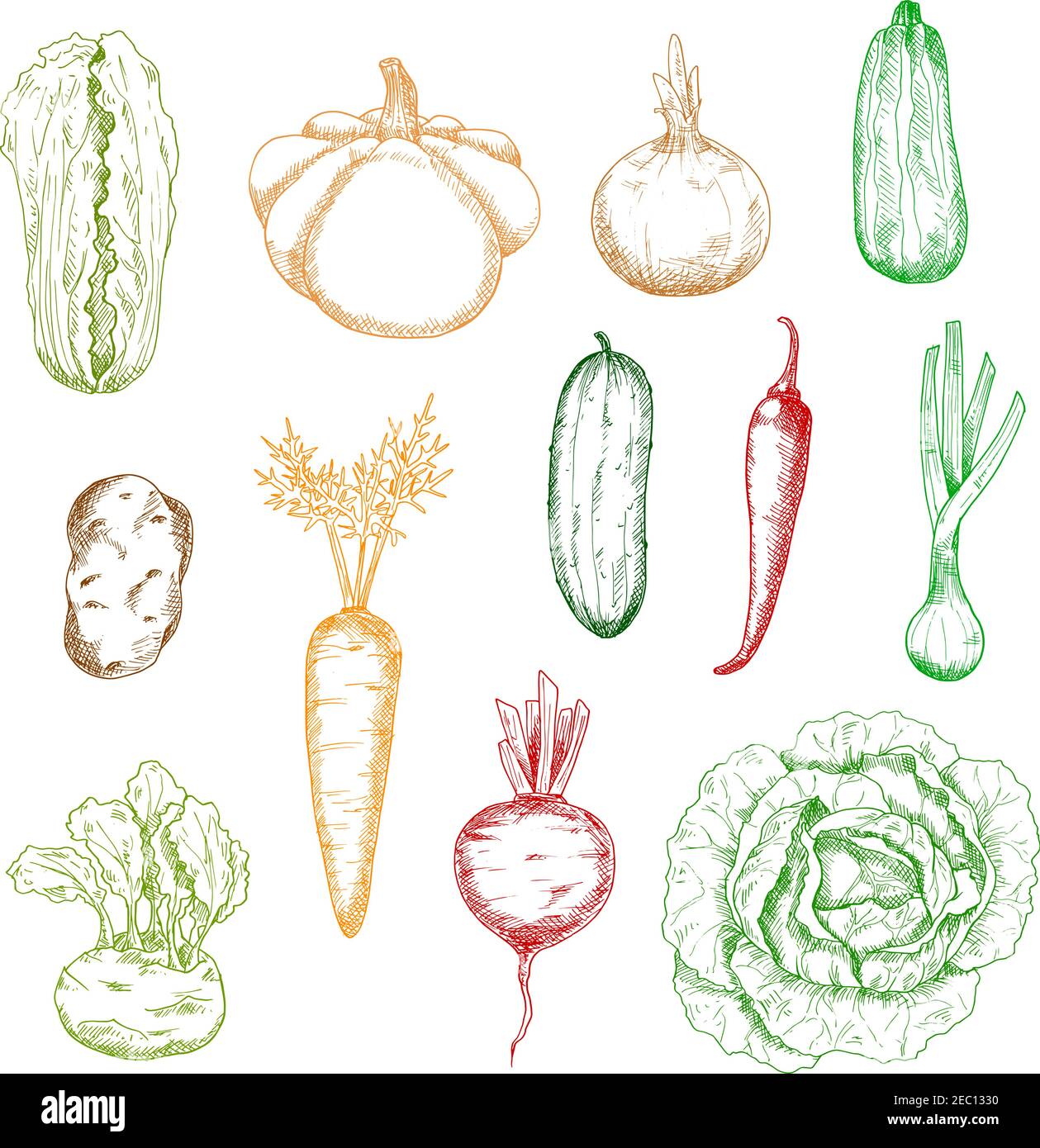 Sketches of carrot and onion, cabbages and potato, cucumber and chilli pepper, zucchini and beet, kohlrabi, scallion and pattypan squash vegetables. K Stock Vector