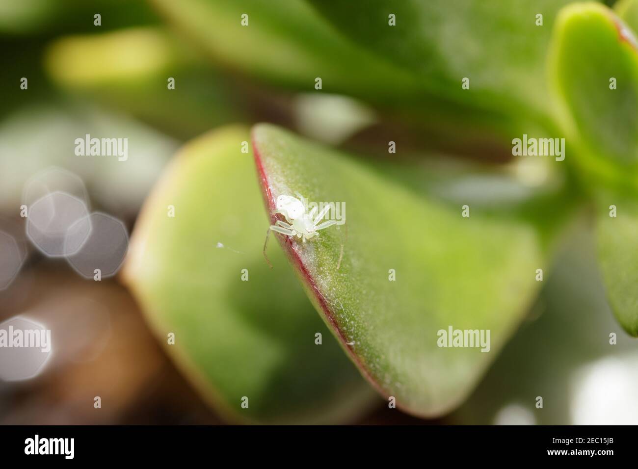 White crab spider on a succulent leaf. This Australian spider species ranges from south-east QLD to at least Sydney in NSW. Stock Photo