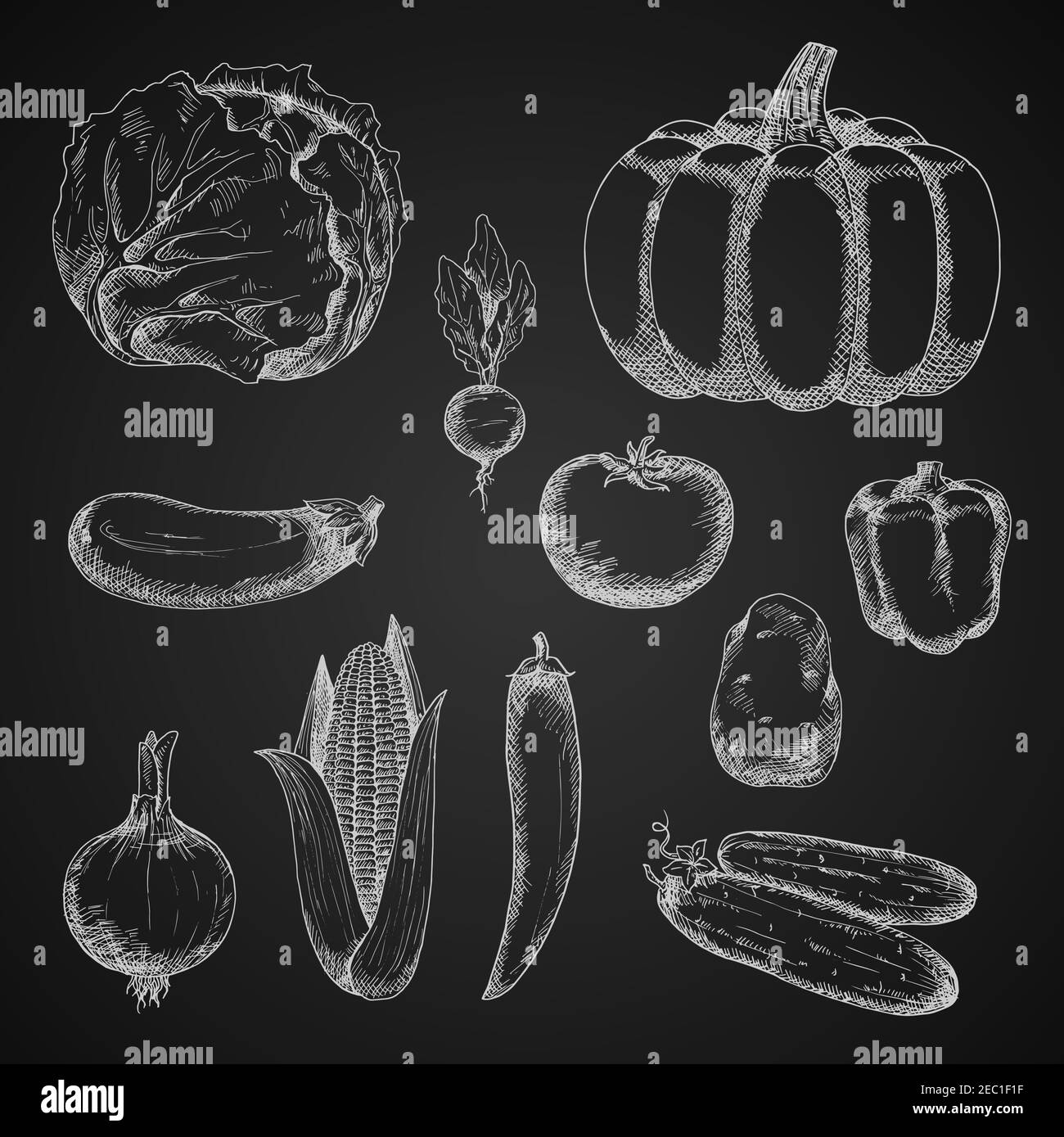 Vintage sketches of autumn harvest vegetables with chalk drawings of