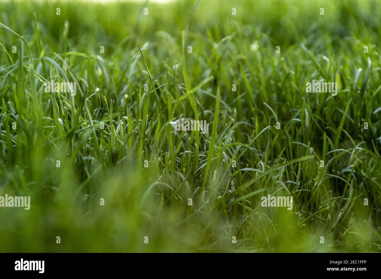 Closeup shot of fresh green grass in a park Stock Photo - Alamy