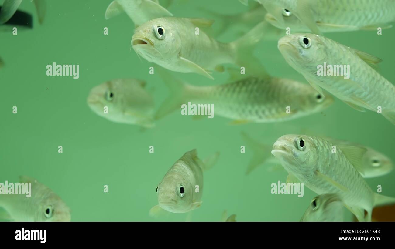 Diversity of tropical fishes in exotic decorative aquarium. Assortment