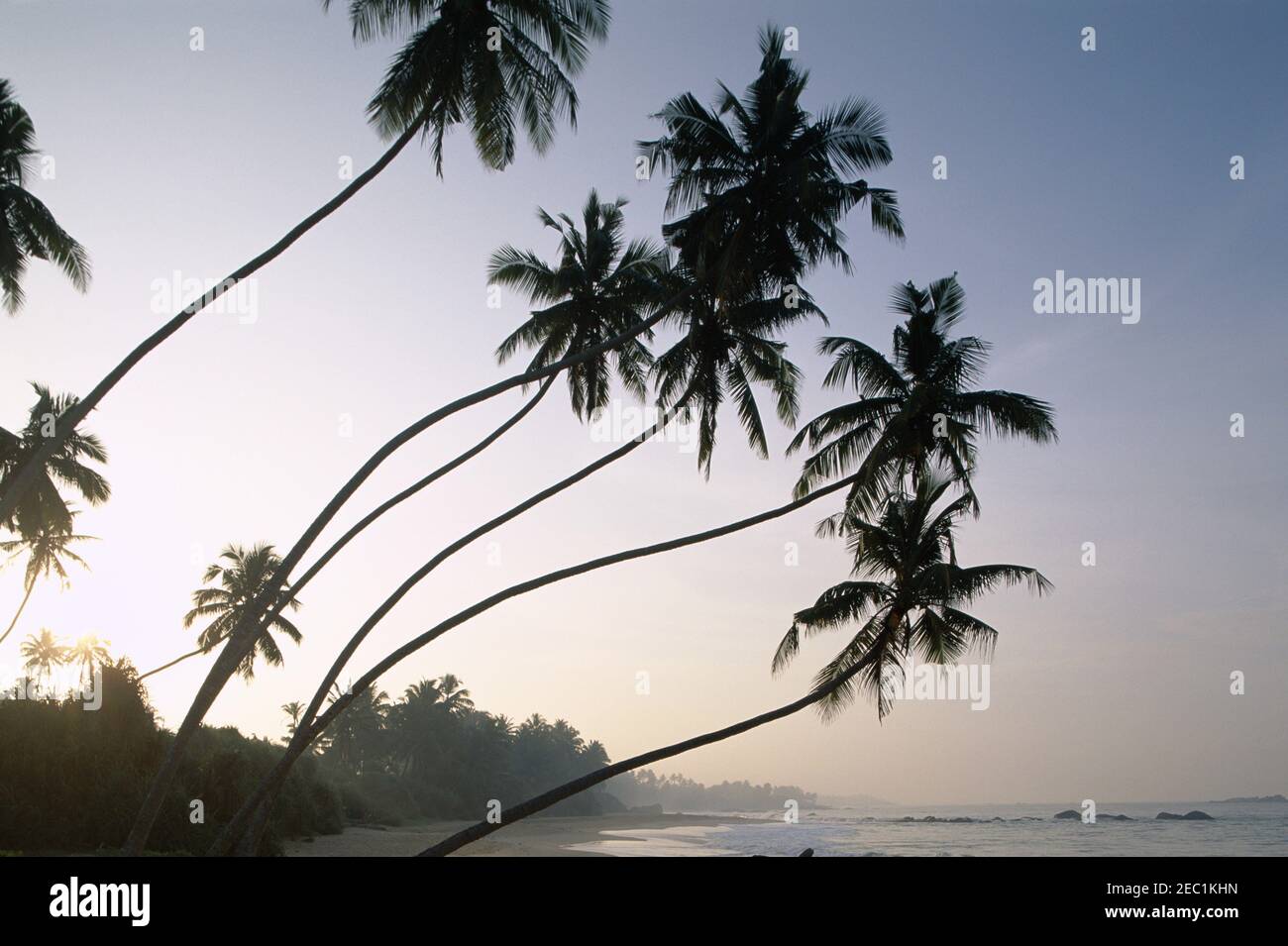 Asia Sri Lanka Unawatuna Unawatuna Beach Palm Trees At Sunset Stock Photo Alamy<script async src=
