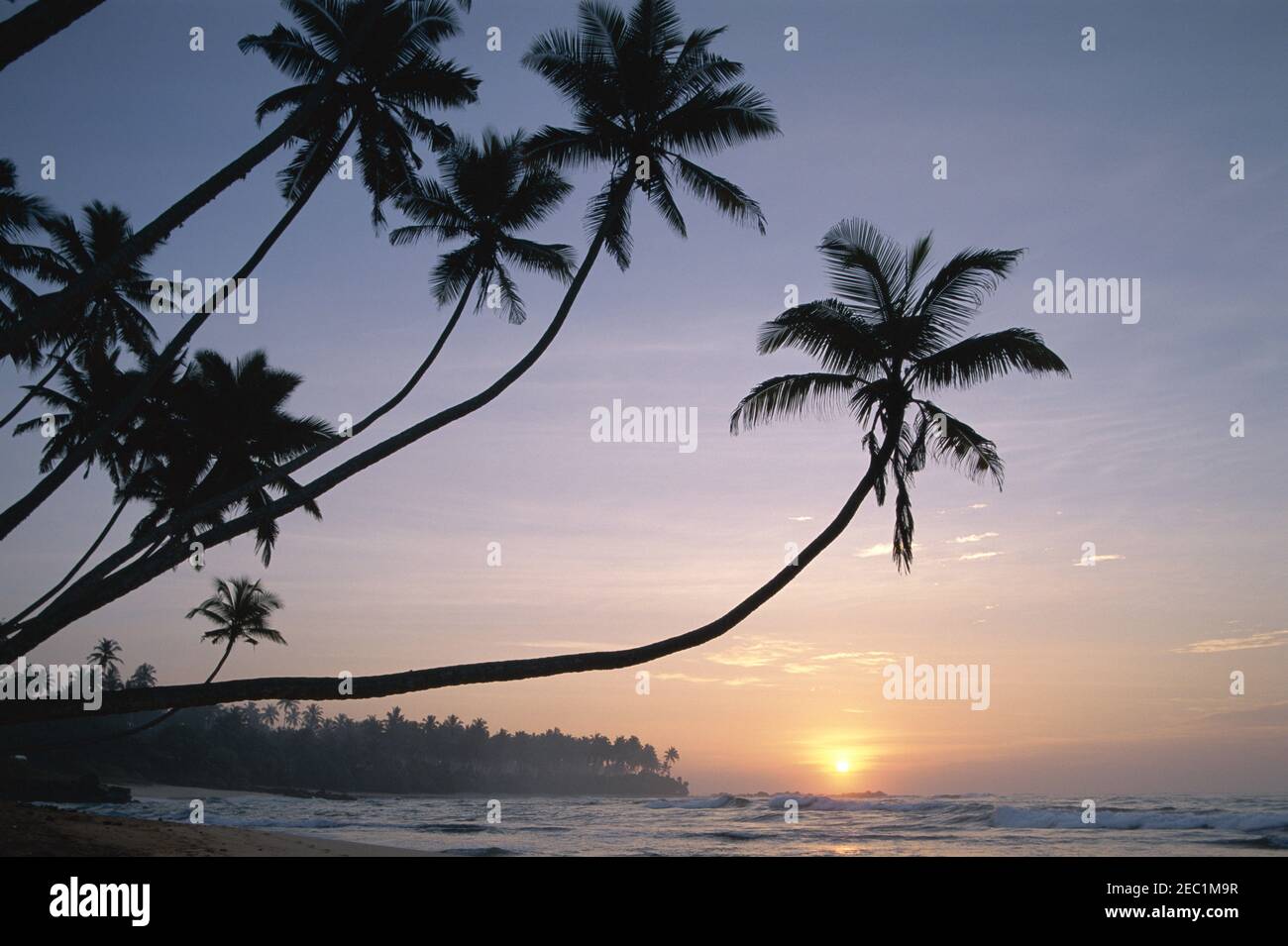 Asia Sri Lanka Unawatuna Unawatuna Beach Palm Trees At Sunset Stock Photo Alamy<script async src=