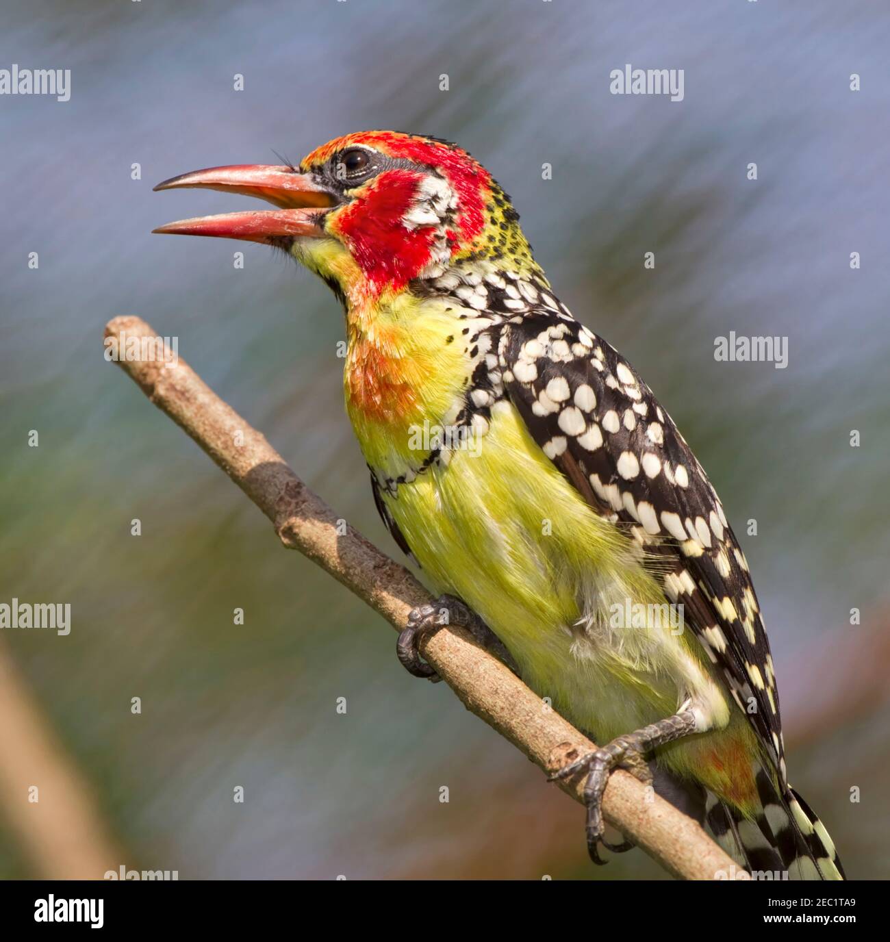 Red and Yellow Barbet; Trachyphonus erythrocephalus Stock Photo