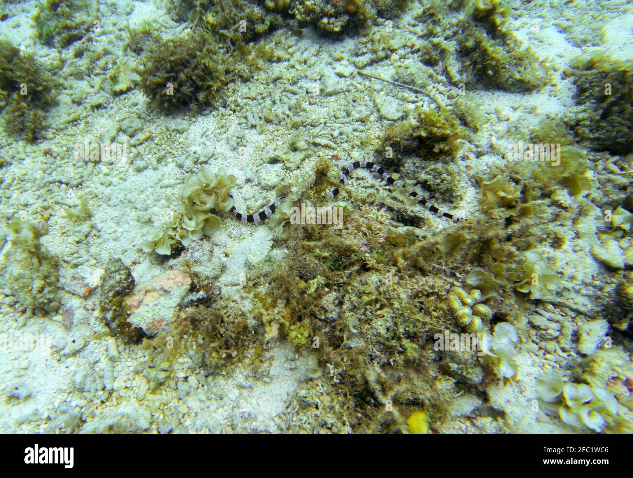 Sea snake on sea bottom. Underwater photo. Sand seabottom and seaweed