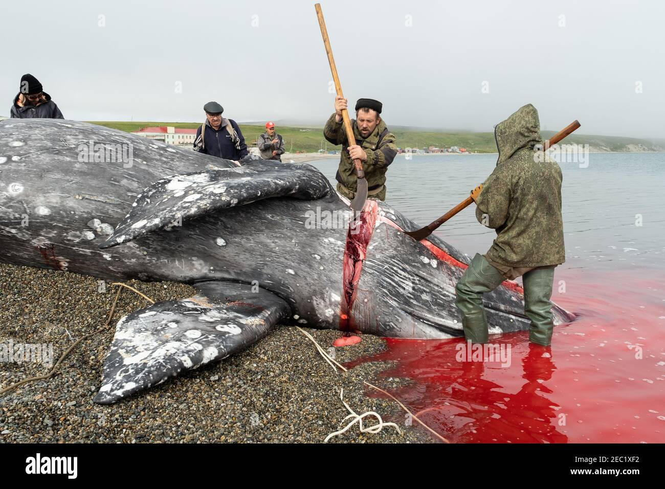 Lavrentiia, Chukotski region, Russia - August 5, 2020: The natives of Chukotka have caught a whale and are now cutting it into pieces. Stock Photo