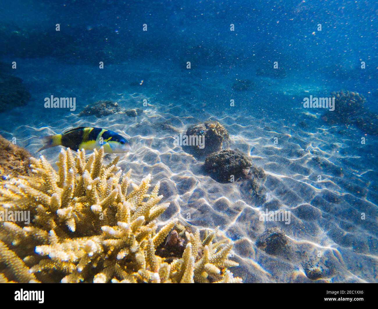 Tropical fish in spiky coral. Exotic island shore shallow water. Tropical seashore landscape underwater photo. Coral reef animal. Sea nature. Sea fish Stock Photo