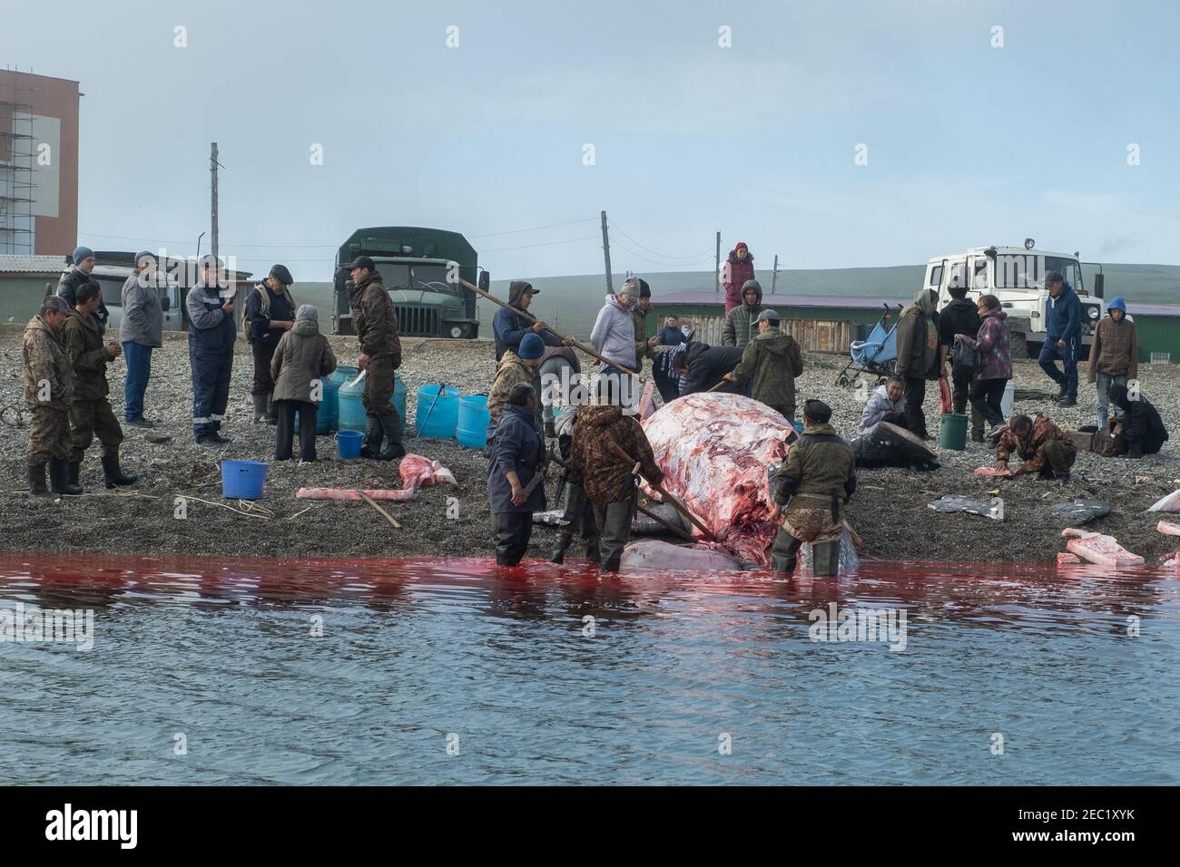 Lavrentiia, Chukotski region, Russia - August 5, 2020: The natives of Chukotka have caught a whale and are now cutting it into pieces. Stock Photo