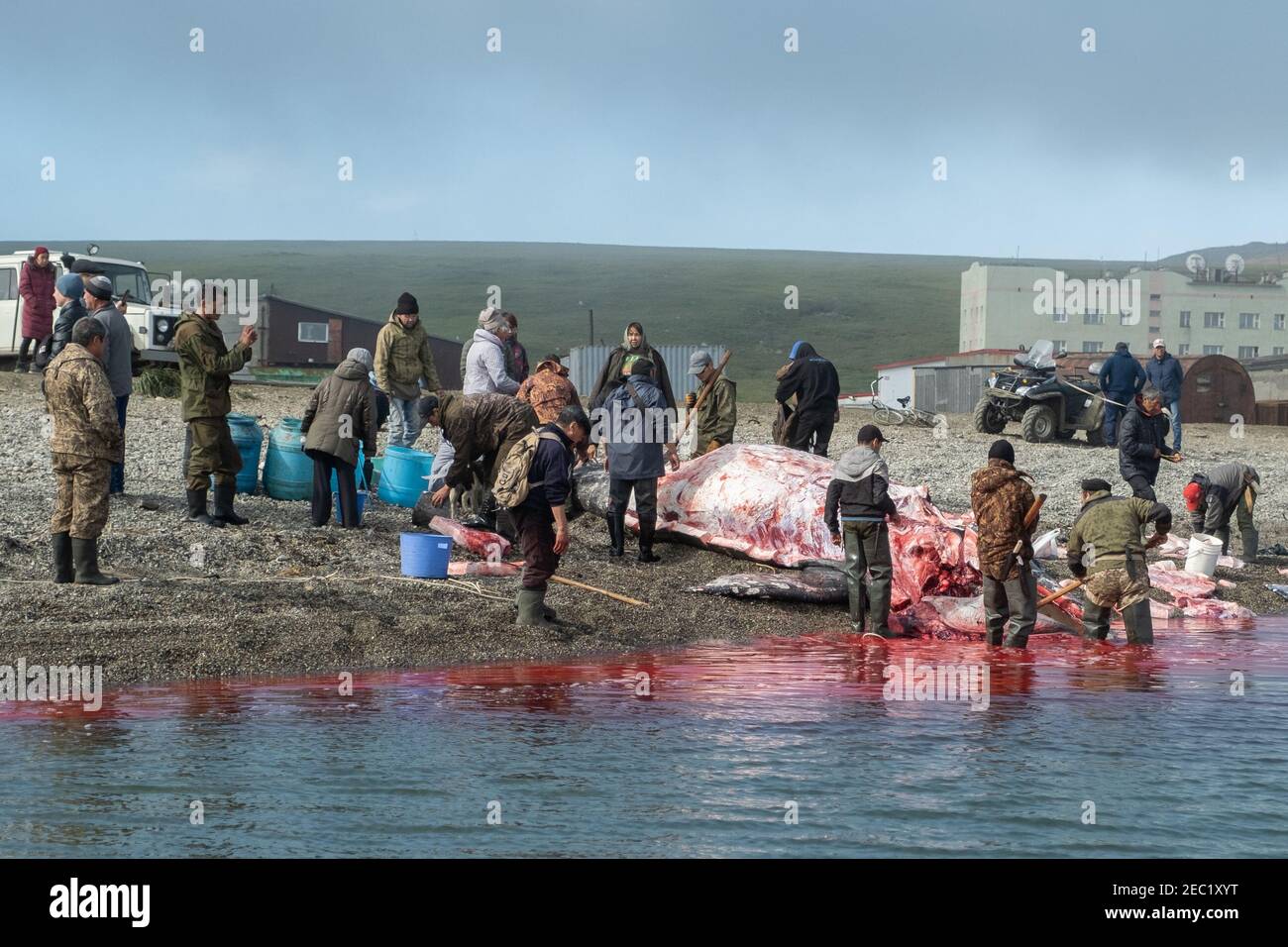 Lavrentiia, Chukotski region, Russia - August 5, 2020: The natives of Chukotka have caught a whale and are now cutting it into pieces. Stock Photo